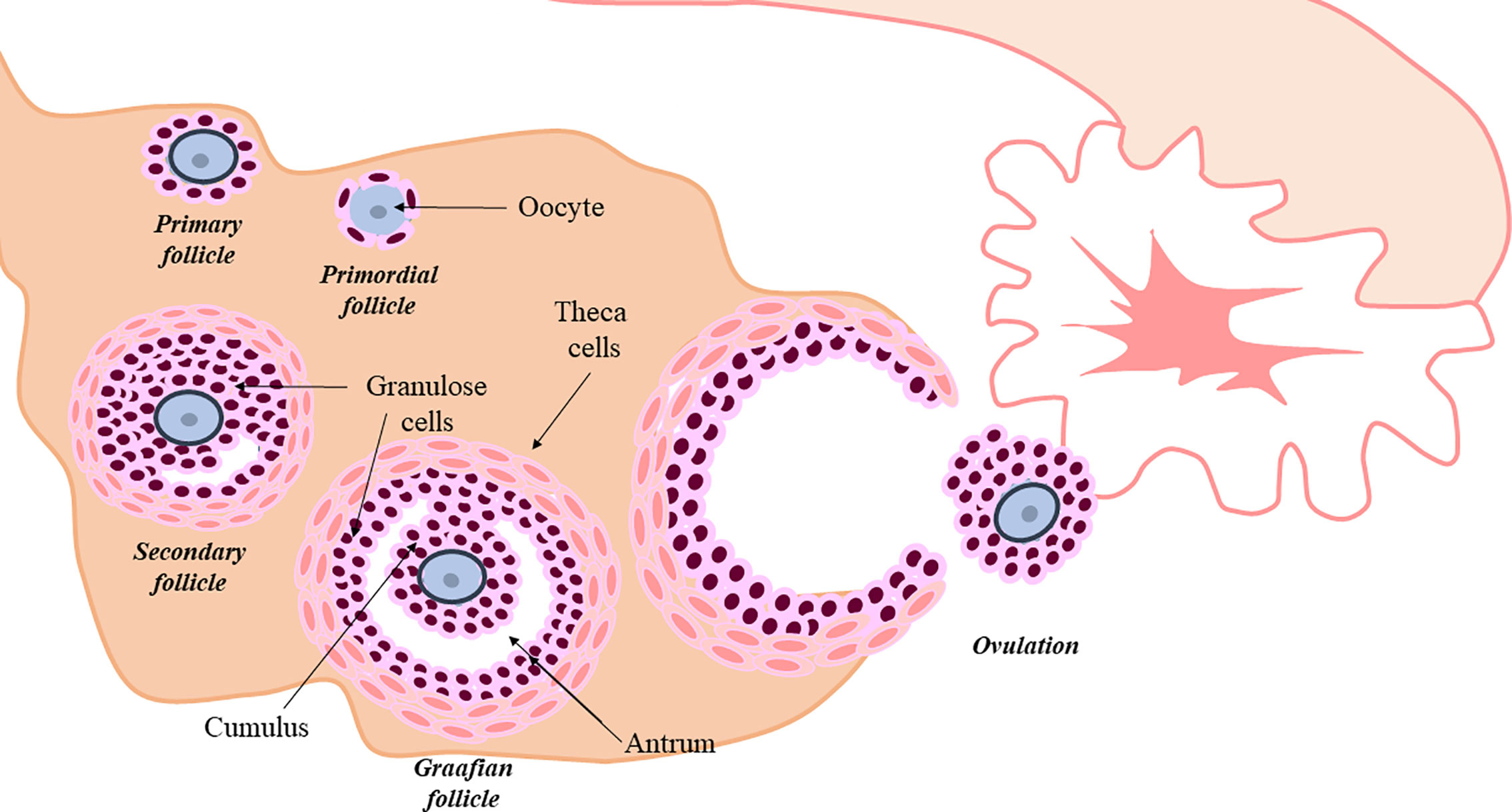 Stem Cell Ovarian Regeneration